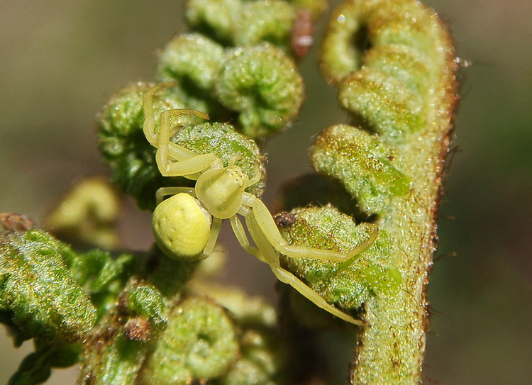 Misumena vatia